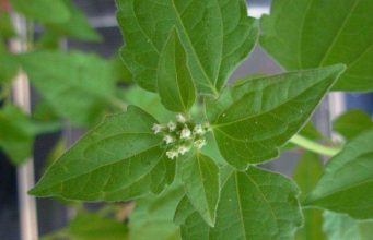 Babailasa-dai (Chromolaena Odorata), Agrikultores La Gosta, Maibe Bele Kura Moras