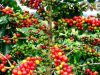 Deputadu Domigos Lemos: Rehabilitasaun Kafe CCT-NCBA Diak Liu Ministeriu Agrikultura Nian