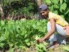 Ohin Kuda Aban La Ku’u Kedas, Domingos Pereira Ho Nia Maluk Joven Sira Iha Dalan Ba Susesu Iha Agro-Negosiu