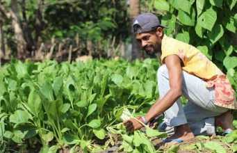 The Seed Doesn’t Turn to Harvest the Same Day You Sow: Domingos and His Friends on Their Path to Success in Agribusiness