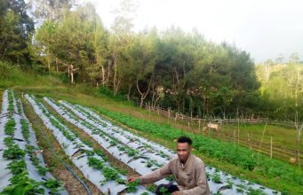 Tinan 2021-2022 Strawberry Kona Praga (Hama), Fo Impaktu ba Agrikultór Iha Maubisse nia Rendimentu Tun