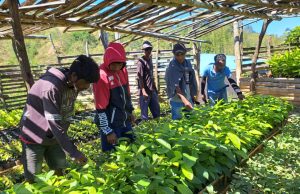 Husi Tinan 2020-2023, Grupo Agrofloresta Kaikoli Konsege Transforma Rai Mamuk Hectares 38 Nakfilak Ba Ailaran