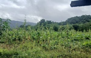 Grupu Konservasaun Batar Iha Lore Nian Ne’e Produsaun Batar Tun, Tanba Udan Been Mai La Tuir Tempu