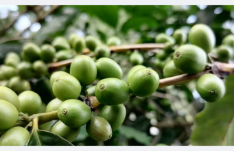 Bai-Loron Naruk no Bee Matan Maran Iha Lauana-Letefoho, Fo Impaktu Ba Kualidade no Produsaun Kafe Tun