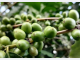 Bai-Loron Naruk no Bee Matan Maran Iha Lauana-Letefoho, Fo Impaktu Ba Kualidade no Produsaun Kafe Tun