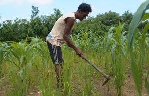 Prezidente Horta konsidera Setór Agrikultura Iha Timor-Leste Avansadu Maibé Seidauk Sufisiente