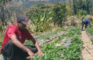 Impaktu Husi Mudansa-Klimatika Difikulta Grupu Haburas nian Produsaun Strawberry Iha Maubisse