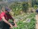 Impaktu Husi Mudansa-Klimatika Difikulta Grupu Haburas nian Produsaun Strawberry Iha Maubisse